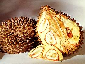  Durian 
