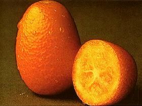  Kumquat 