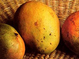  Mango 